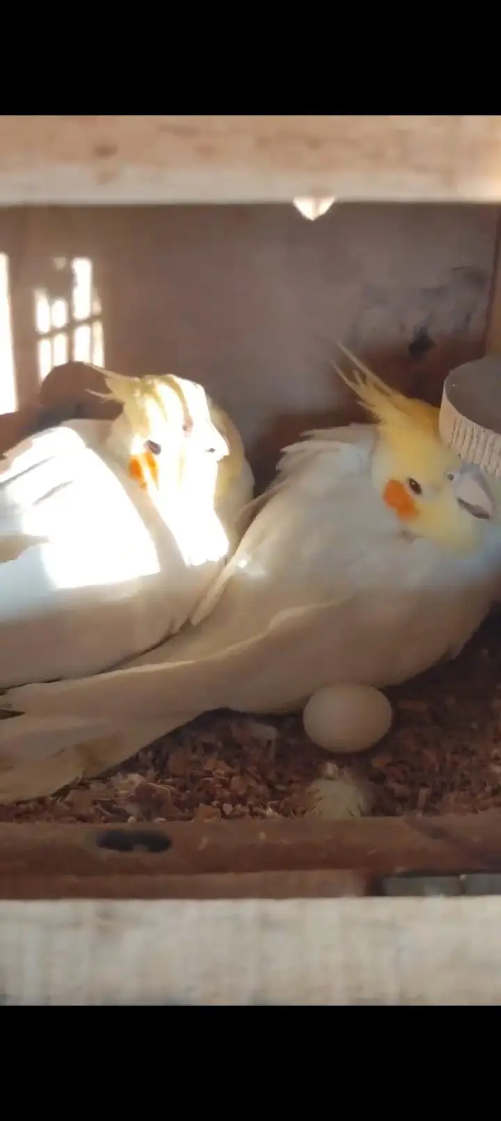 COCKATIEL BREEDER PAIR — photo 2