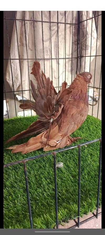 Pure American male | lucky | luckay| pigeon