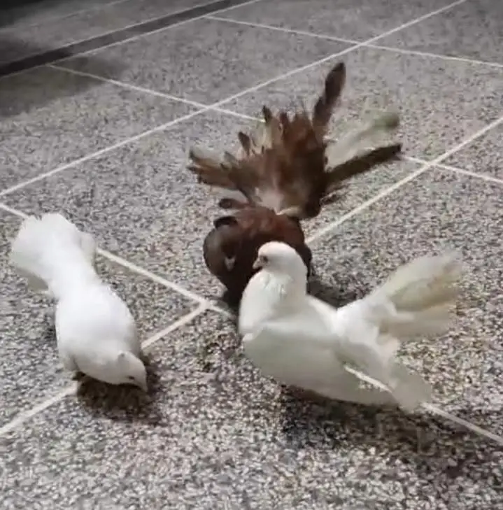 Pure American male | lucky | luckay| pigeon — photo 3