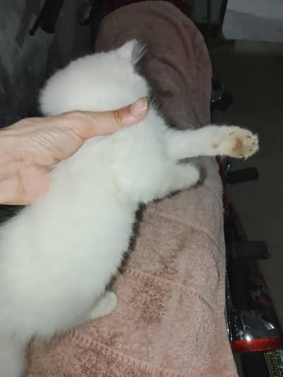 female cat with kids 2