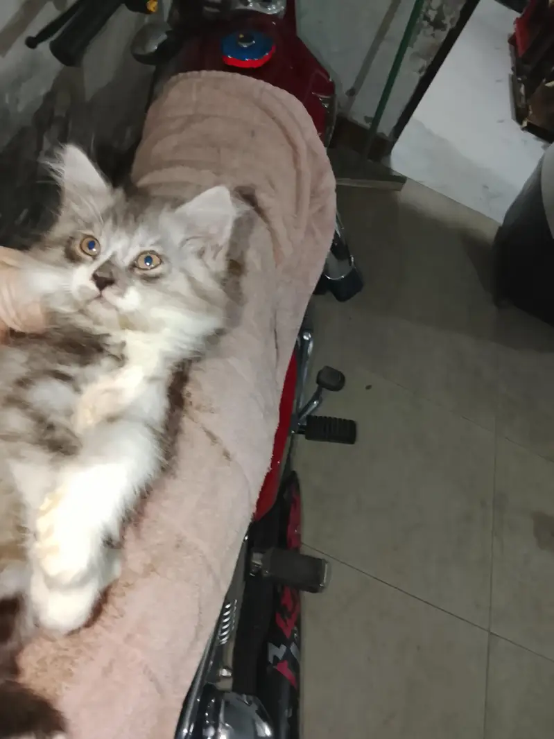 female cat with kids 2 — photo 3