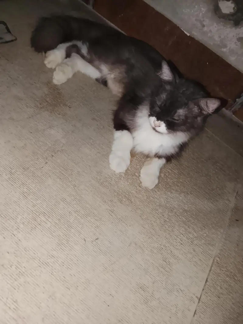 female cat with kids 2 — photo 4