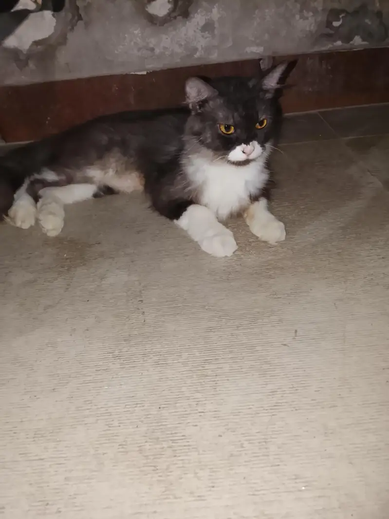 female cat with kids 2 — photo 5