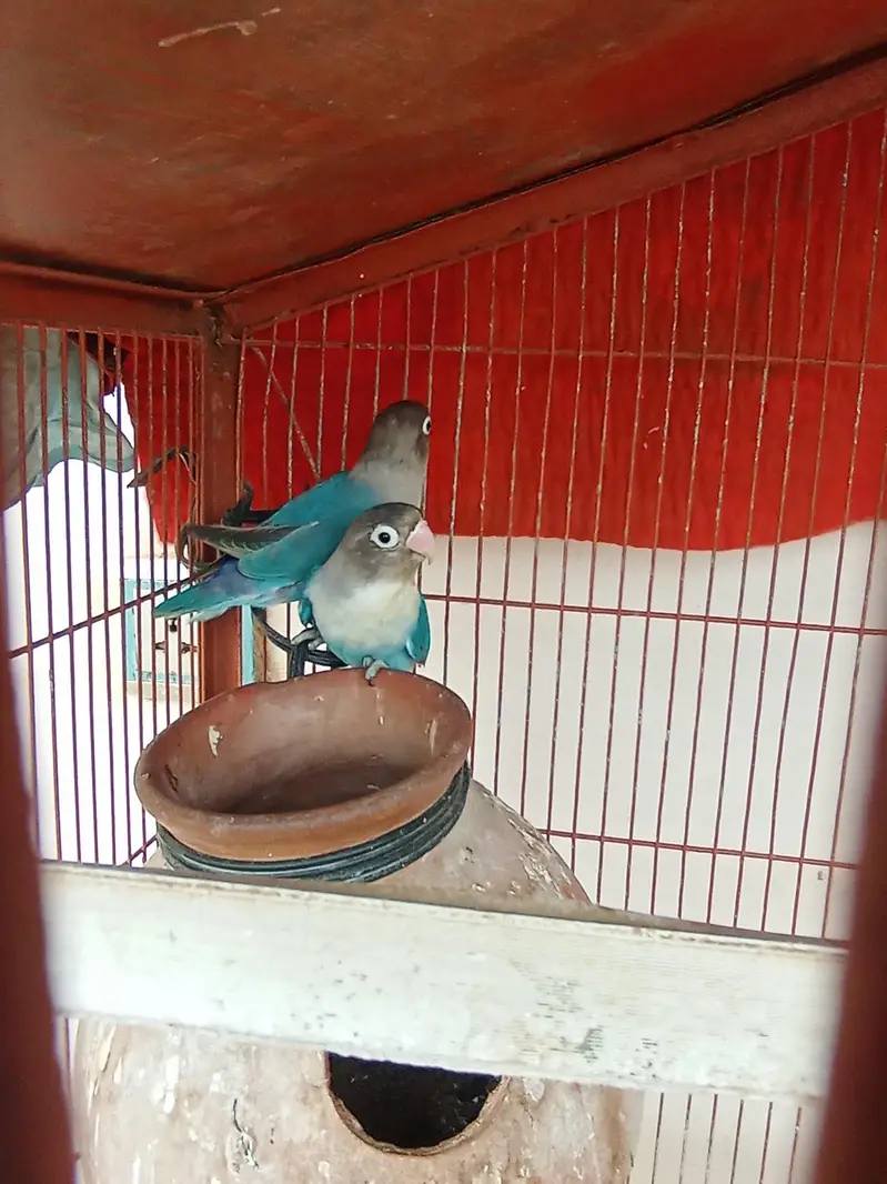Blue and Green Fisher Complete Setup — photo 5