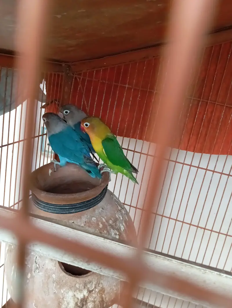 Blue and Green Fisher Complete Setup — photo 7