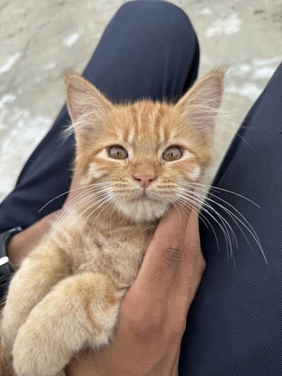 Ginger Persian cat ( trippel coat)