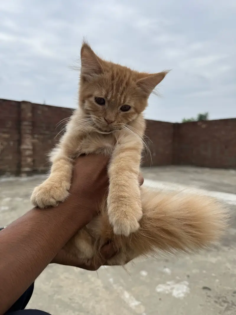 Ginger Persian cat ( trippel coat) — photo 2