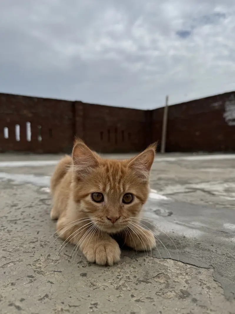 Ginger Persian cat ( trippel coat) — photo 3
