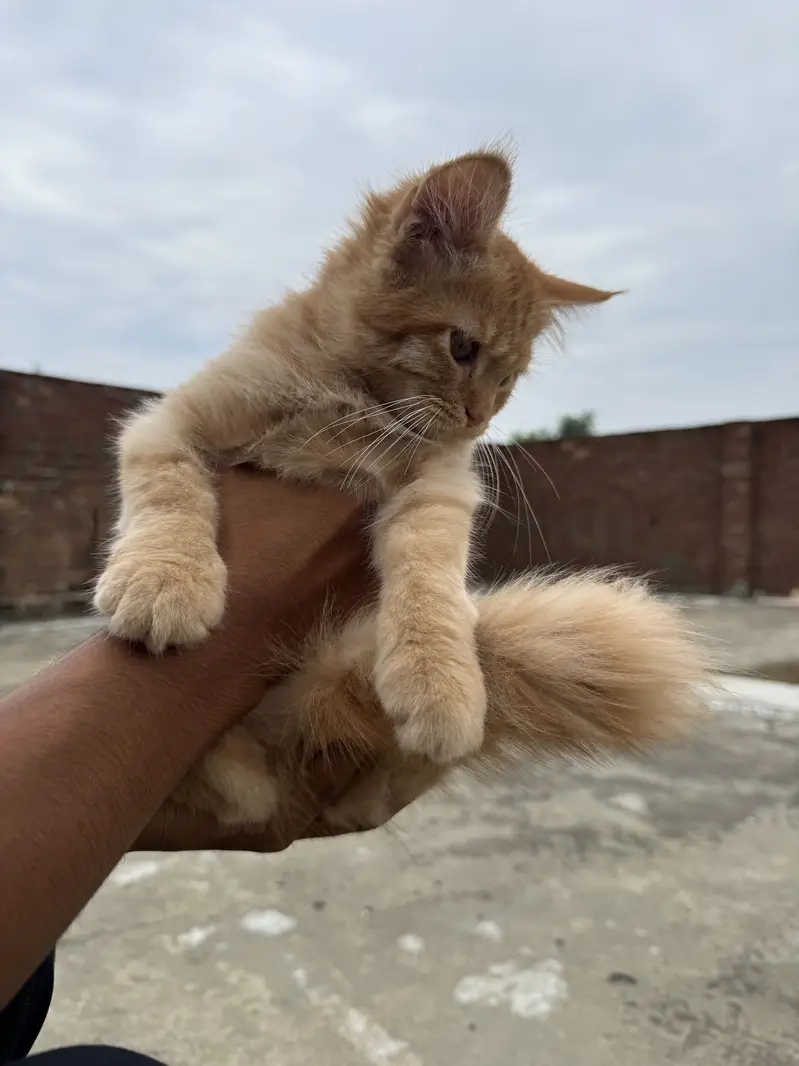 Ginger Persian cat ( trippel coat) — photo 4