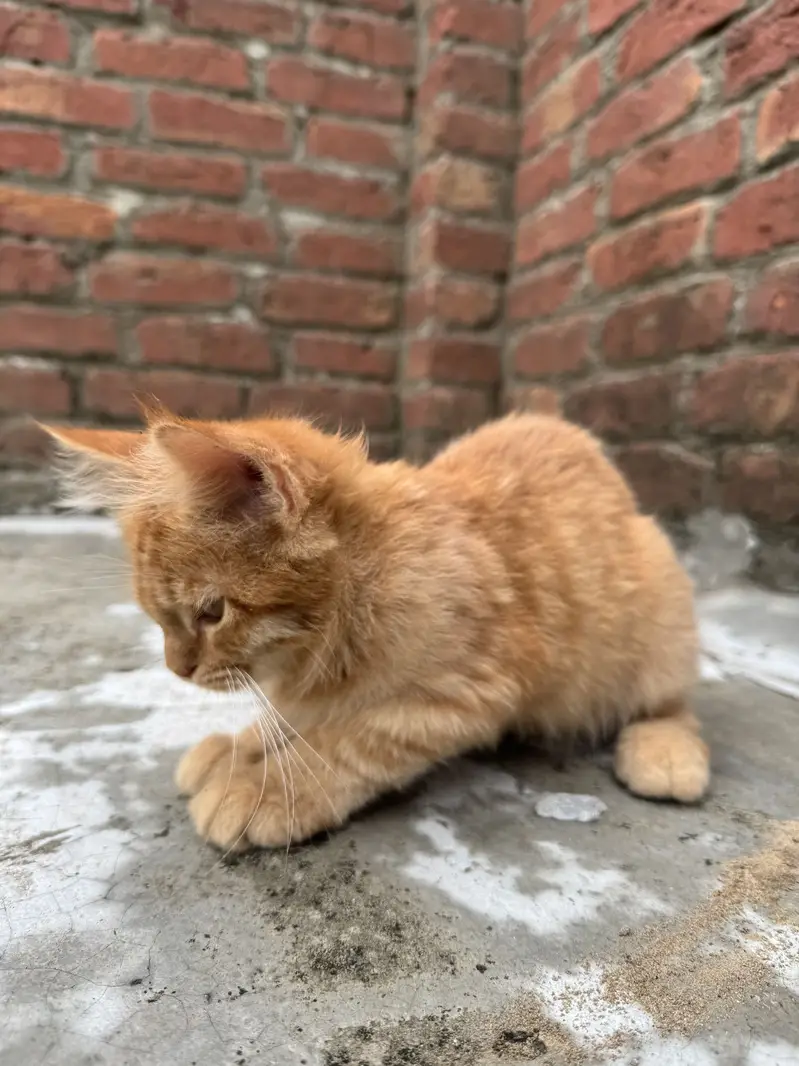 Ginger Persian cat ( trippel coat) — photo 5
