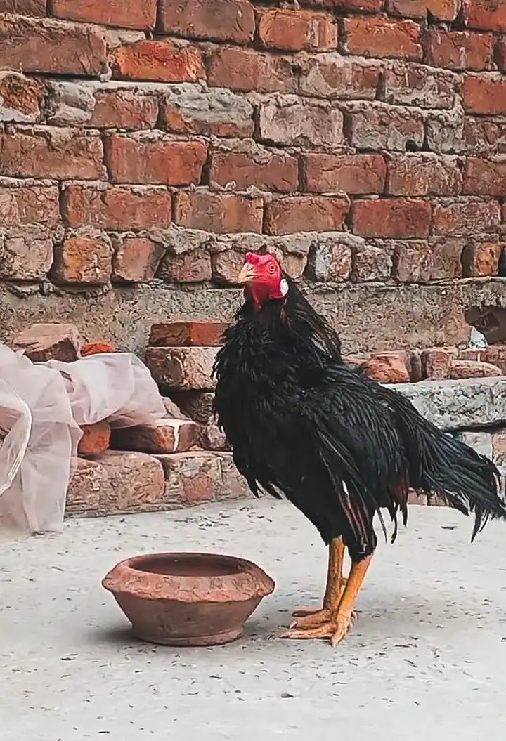 Healthy Mian Nasal Murga – 1 Year Old — photo 3