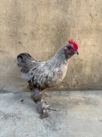 Splash Bantam Male for Sale