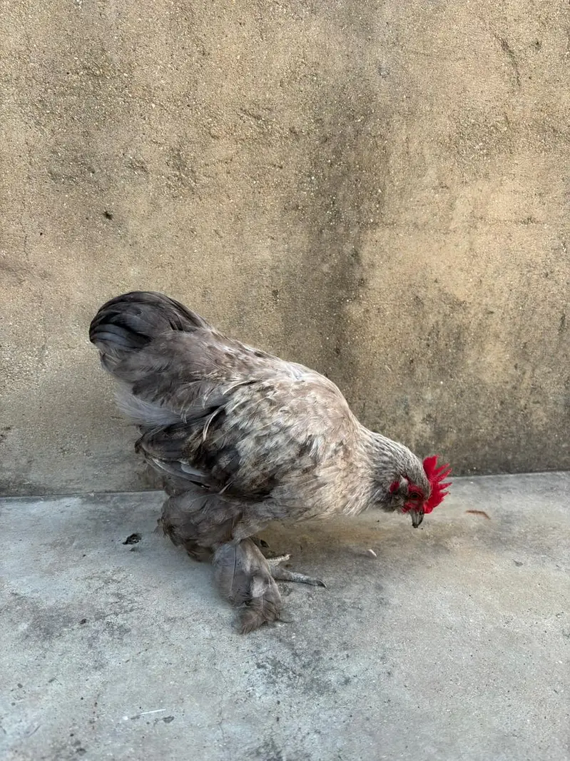 Splash Bantam Male for Sale — photo 2