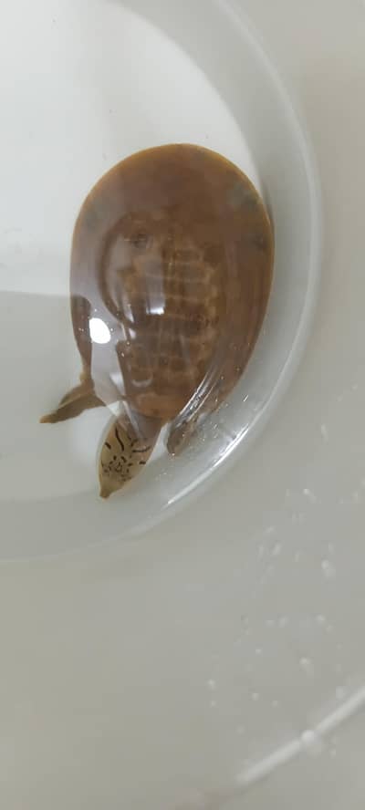 Indian fresh water turtle
