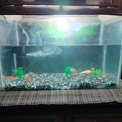 fish aquarium for sale