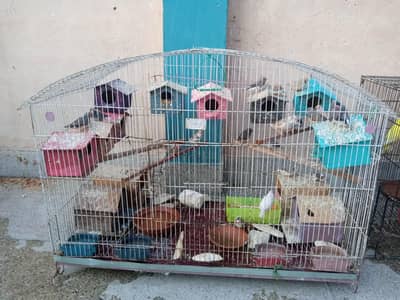 birds and parrots  1000 per pair Baki 2000 or 5000