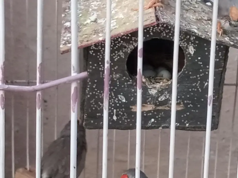 birds and parrots  1000 per pair Baki 2000 or 5000 — photo 2