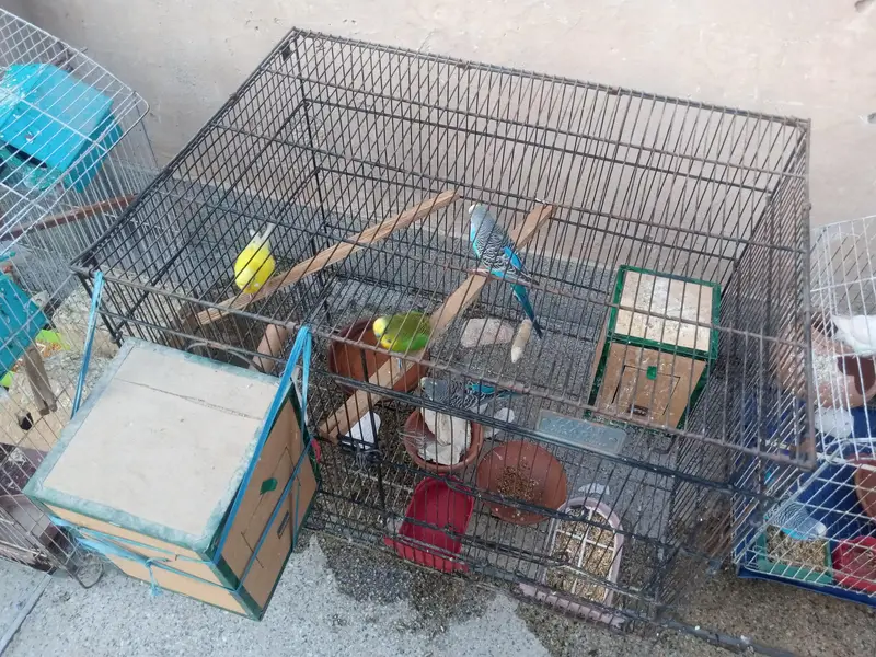 birds and parrots  1000 per pair Baki 2000 or 5000 — photo 3