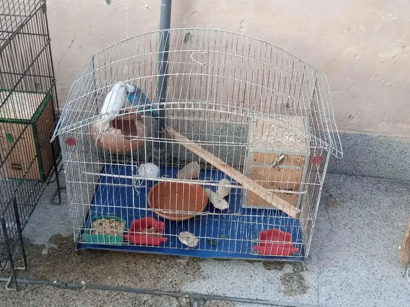 birds and parrots  1000 per pair Baki 2000 or 5000 — photo 4
