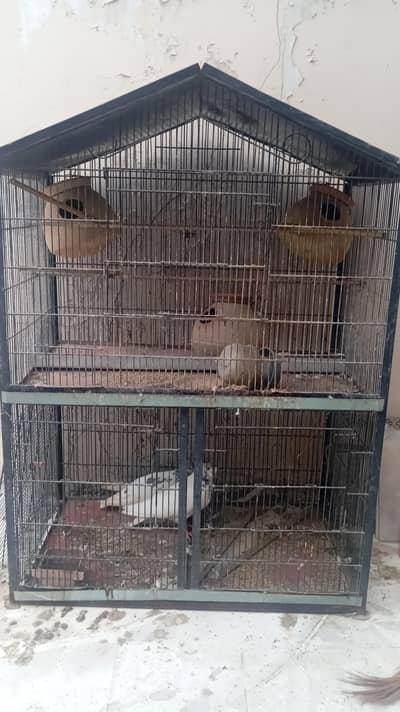 pingra / cage