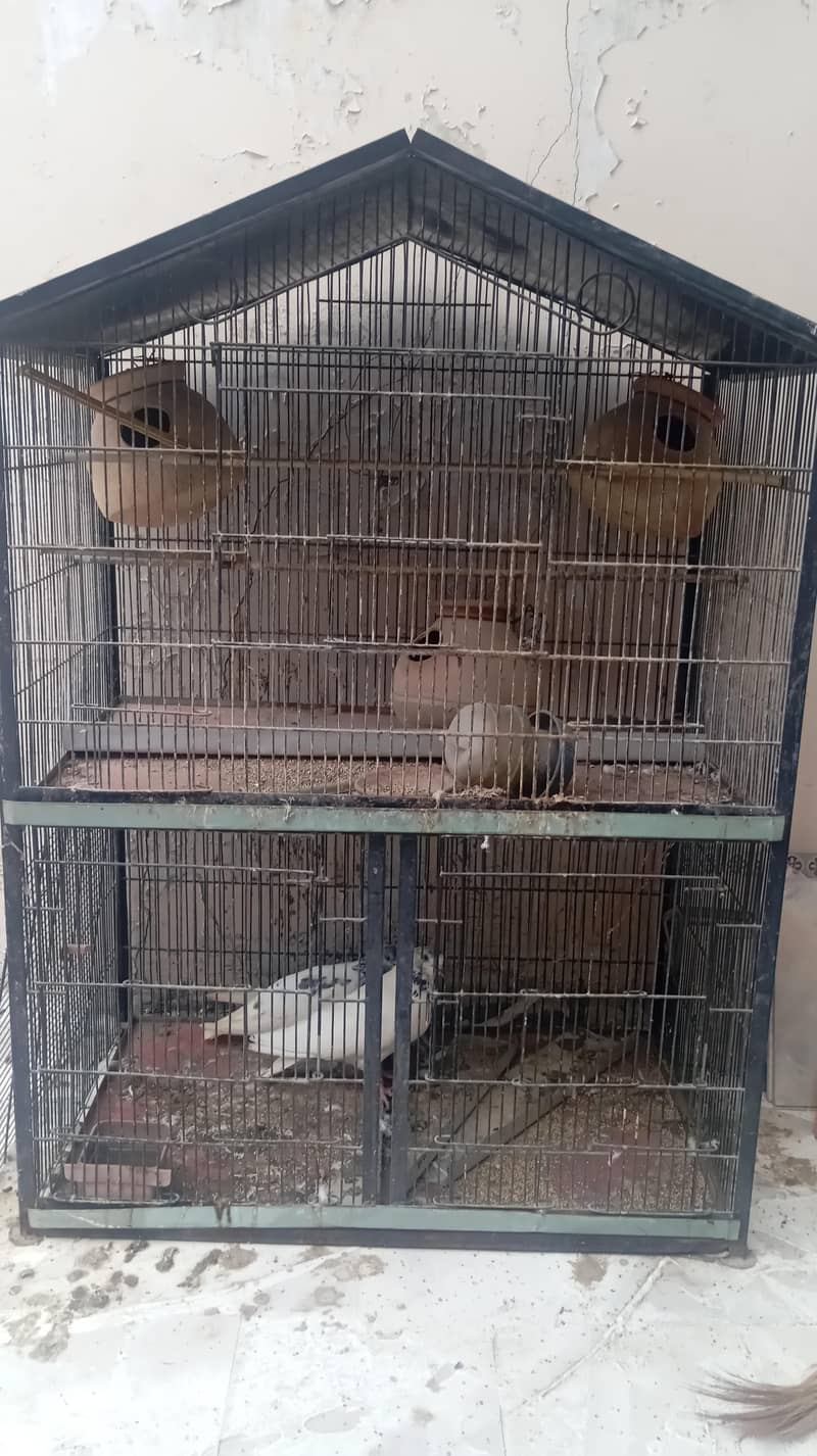 pingra / cage 0