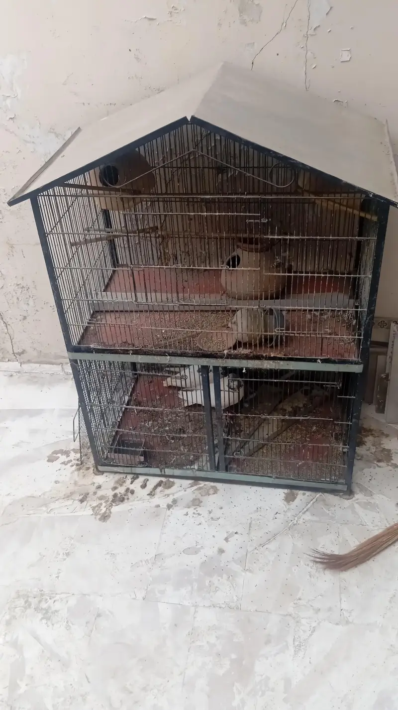 pingra / cage — photo 2