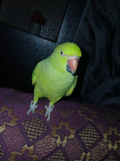 Parrot for sale Allhamdulillah Bht He Acha Seht mand hai Ma Sha Allah