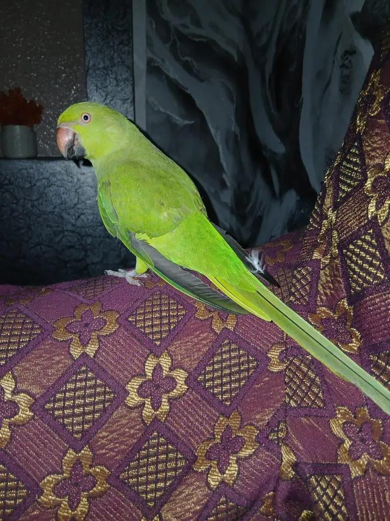 Parrot for sale Allhamdulillah Bht He Acha Seht mand hai Ma Sha Allah — photo 2