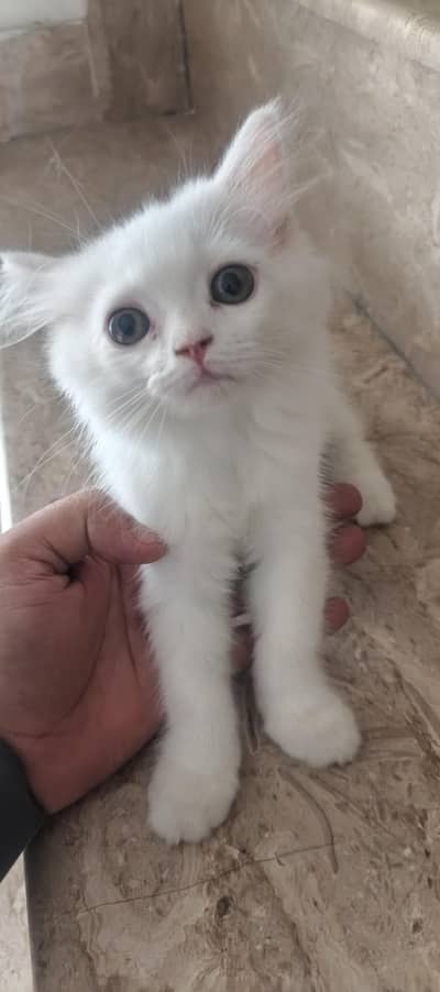 parshian cat wait