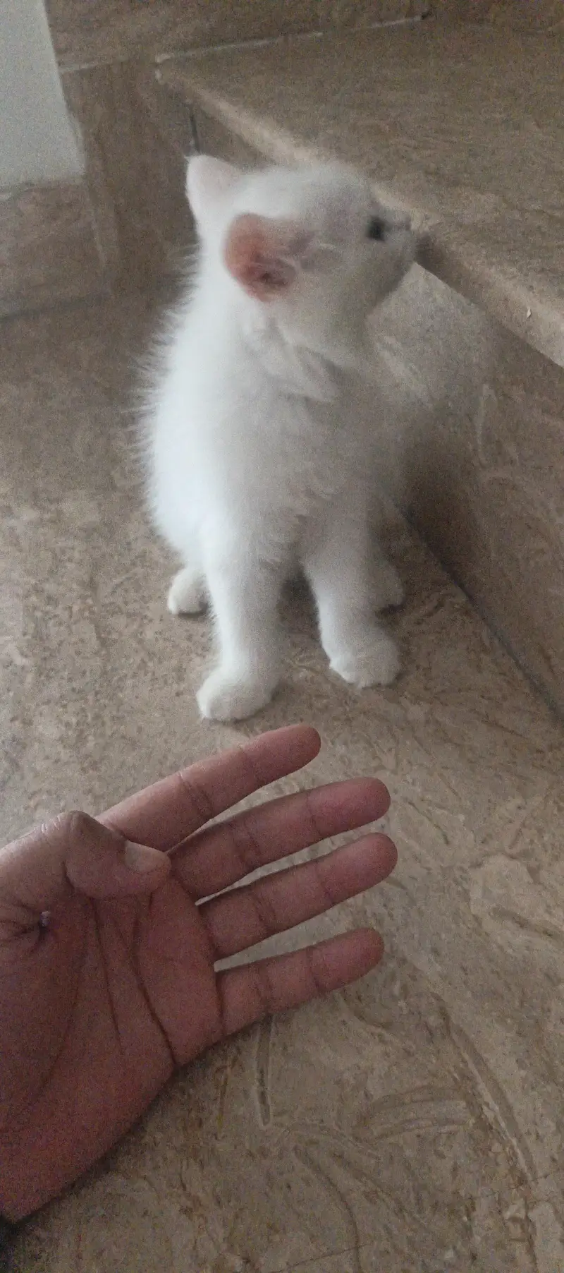 parshian cat wait — photo 2