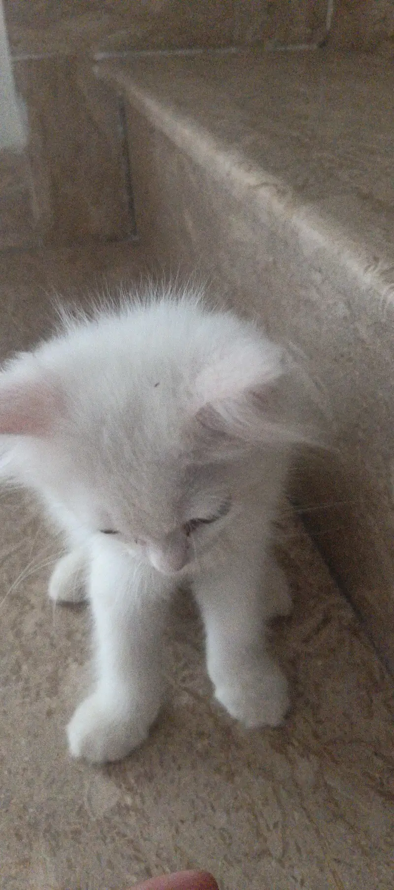 parshian cat wait — photo 4