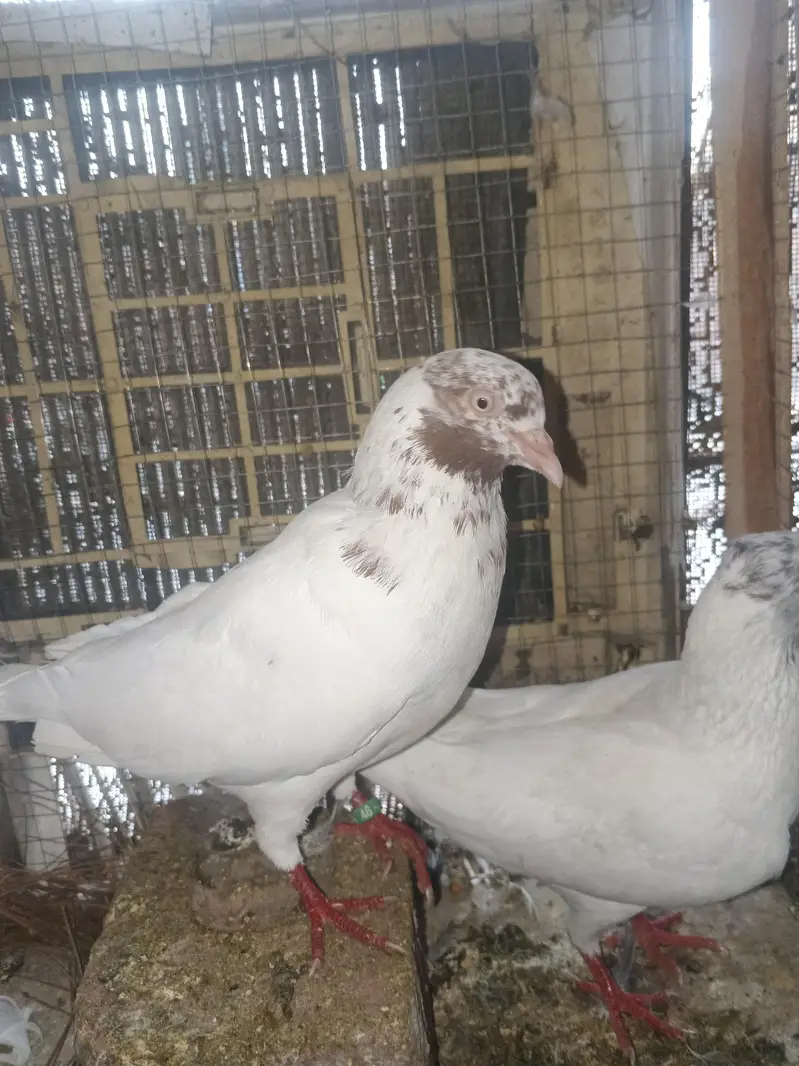 pair for sale — photo 2