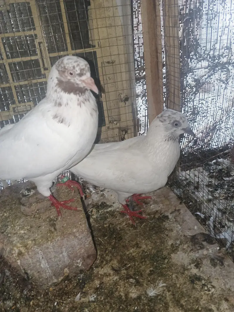 pair for sale — photo 3