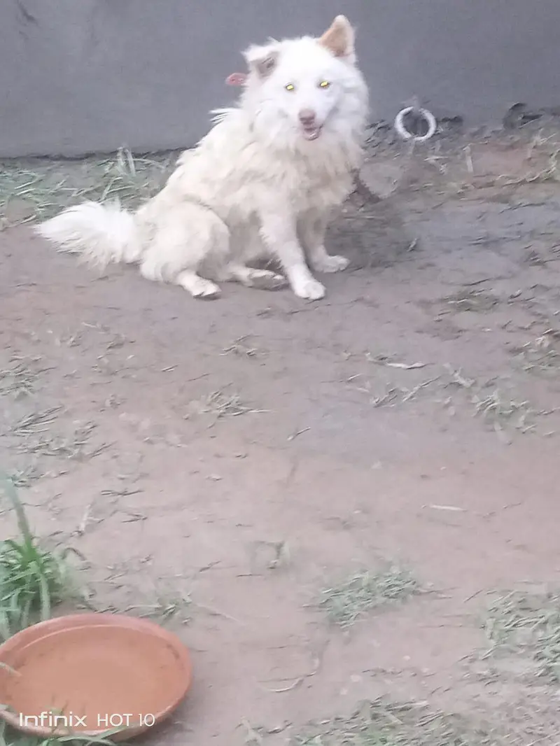 Russian male age 2 year. veccine done.