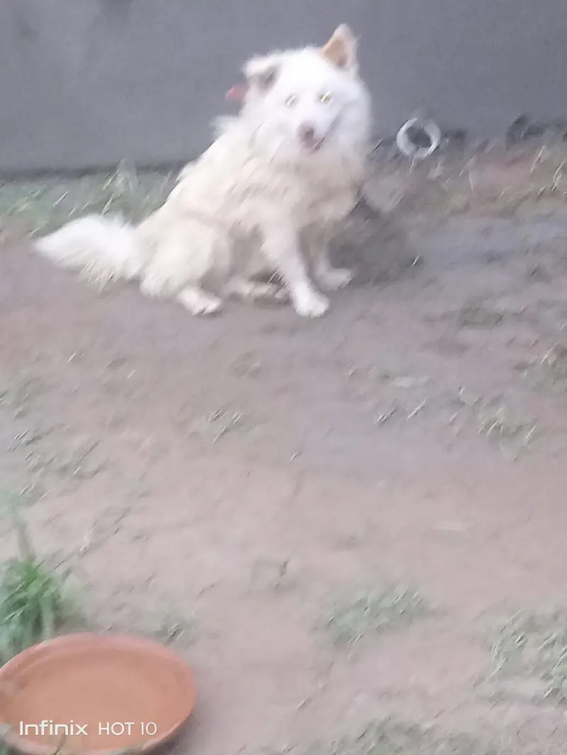 Russian male age 2 year. veccine done. — photo 2