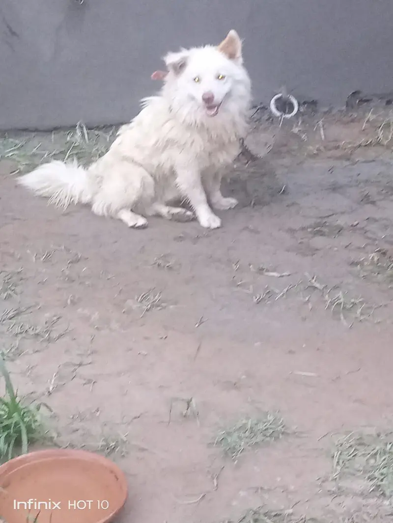 Russian male age 2 year. veccine done. — photo 3