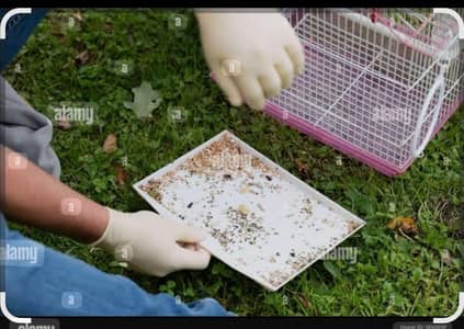 Birds Care Taker Available