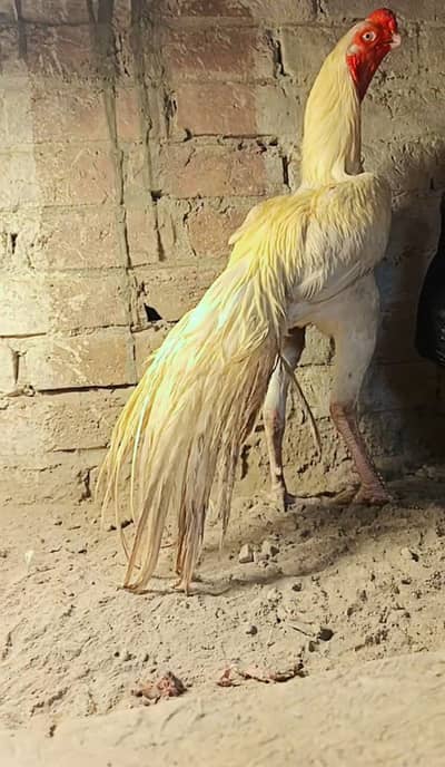 Original Indian Tamil Nadu White Parrot beak Cross Dragon Female