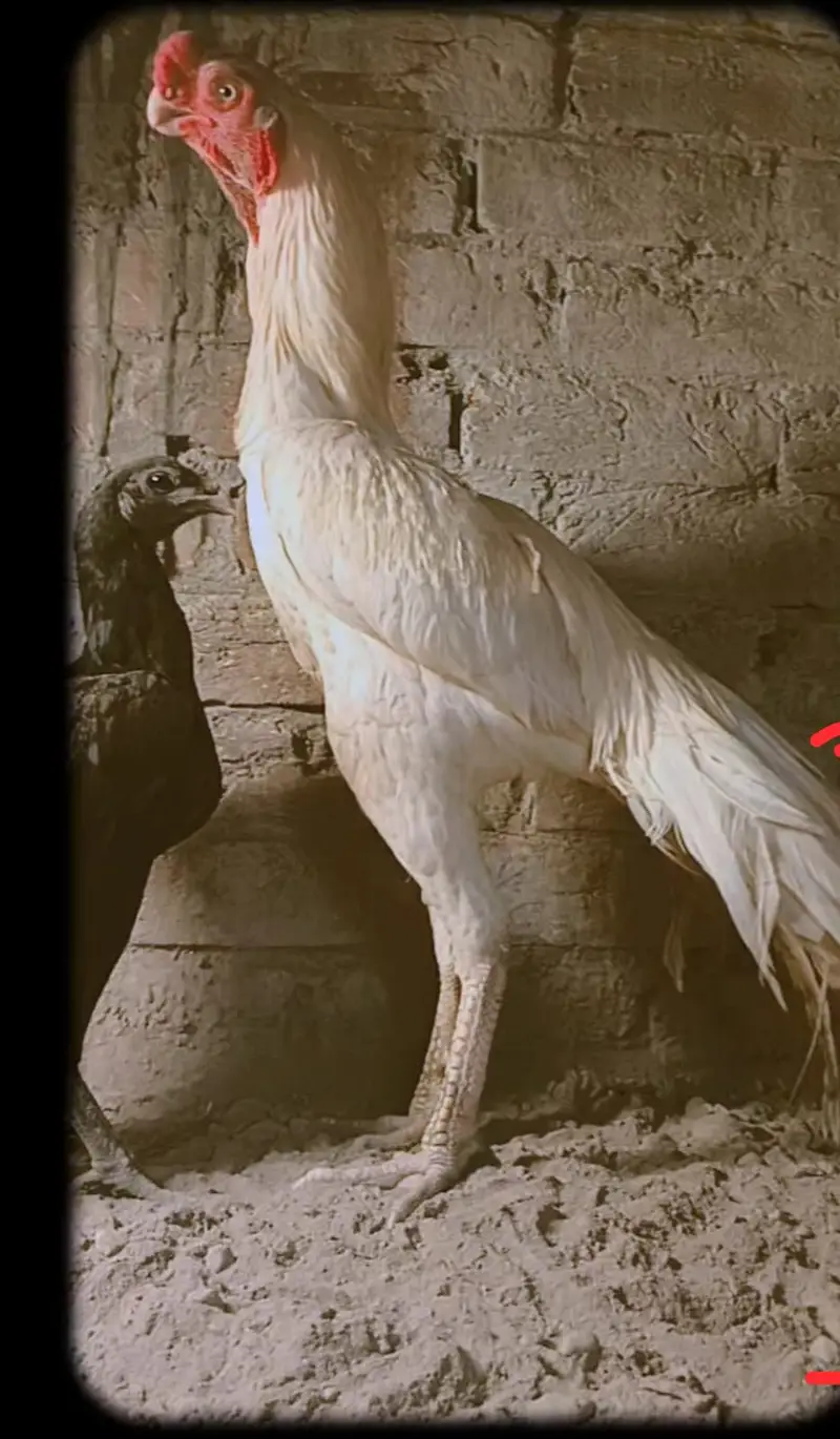 Original Indian Tamil Nadu White Parrot beak Cross Dragon Female — photo 3