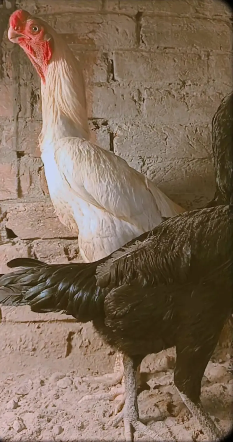 Original Indian Tamil Nadu White Parrot beak Cross Dragon Female — photo 4