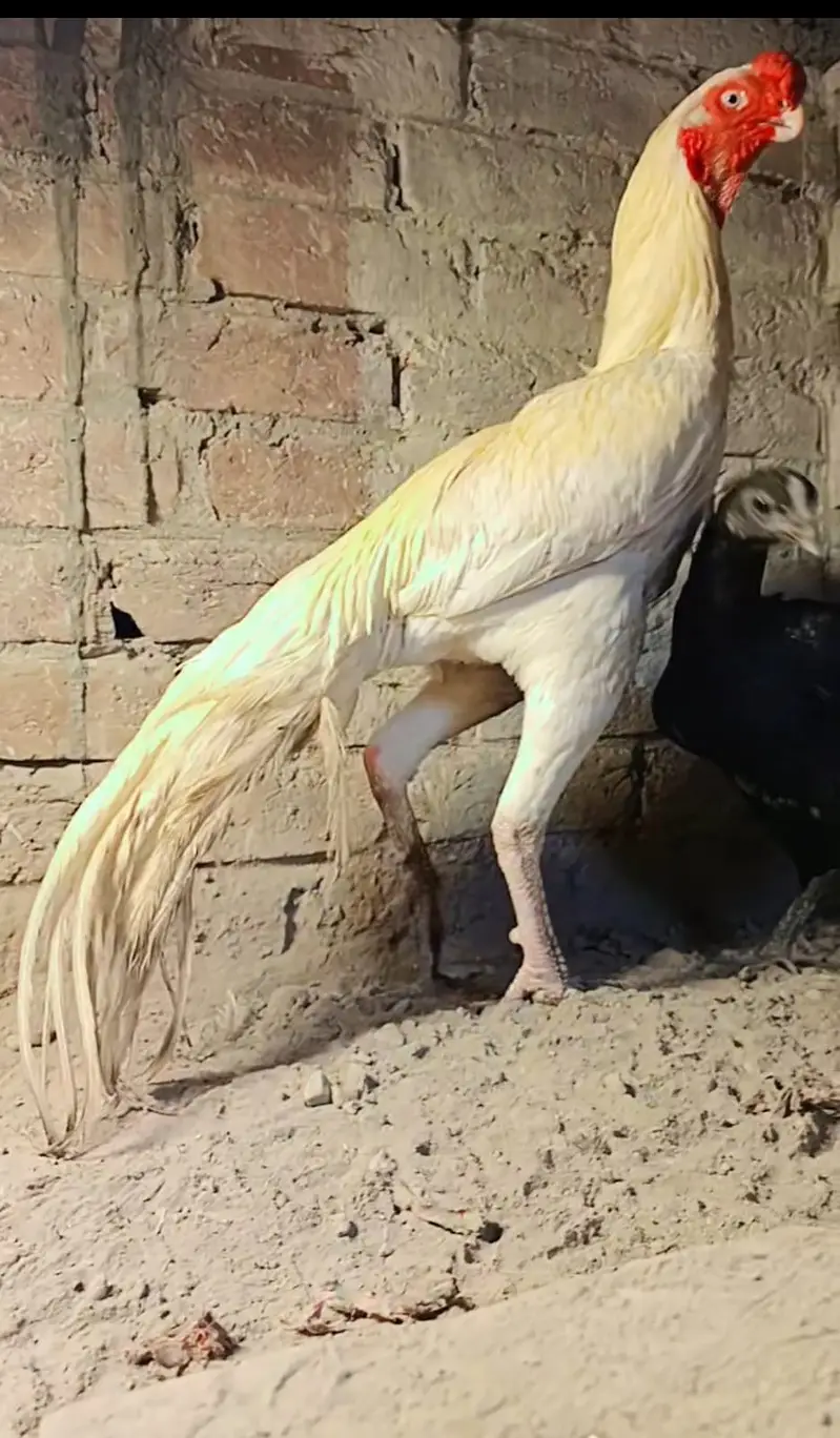 Original Indian Tamil Nadu White Parrot beak Cross Dragon Female — photo 6