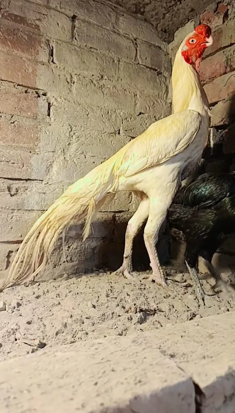 Original Indian Tamil Nadu White Parrot beak Cross Dragon Female — photo 7