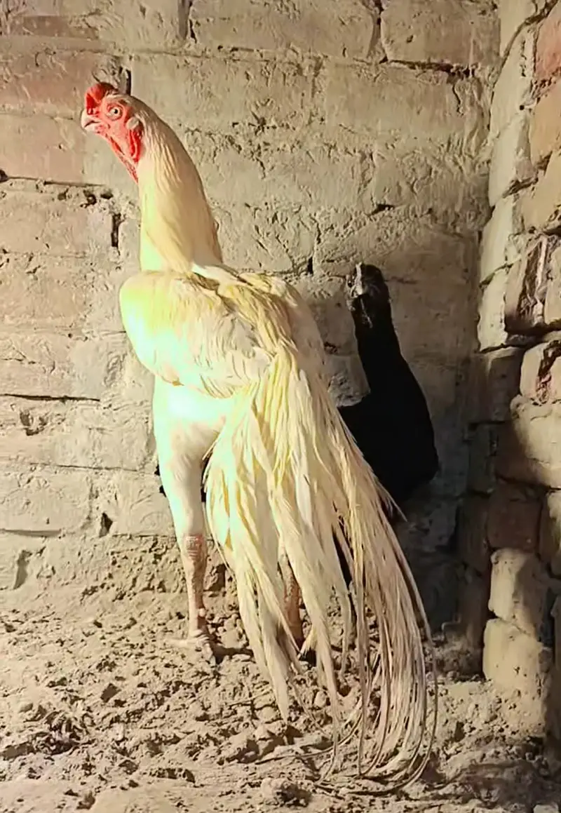 Original Indian Tamil Nadu White Parrot beak Cross Dragon Female — photo 8