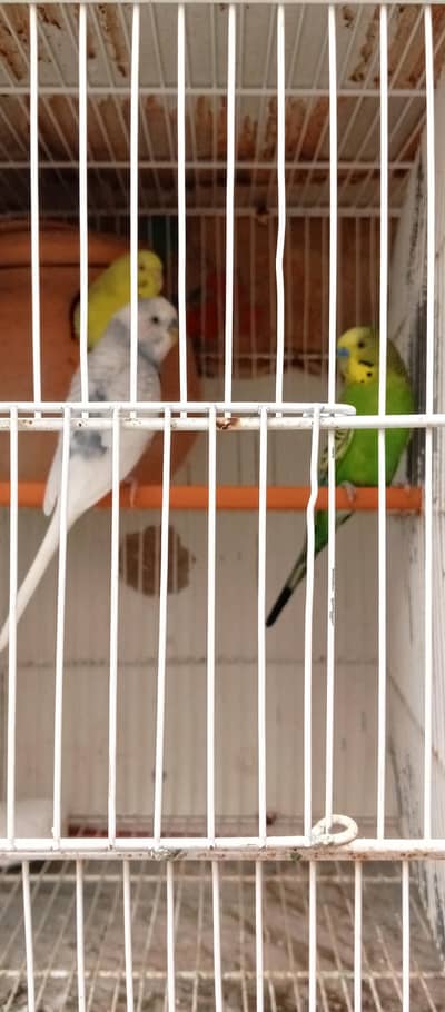 beautiful red eye female pair for sale