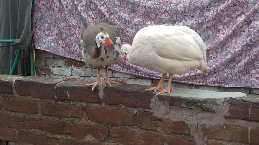 guinea fowl birds