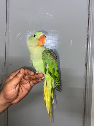 Green Mother Feed Zero Bite