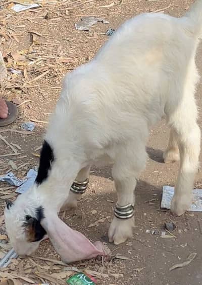 GOAT FOR SALE