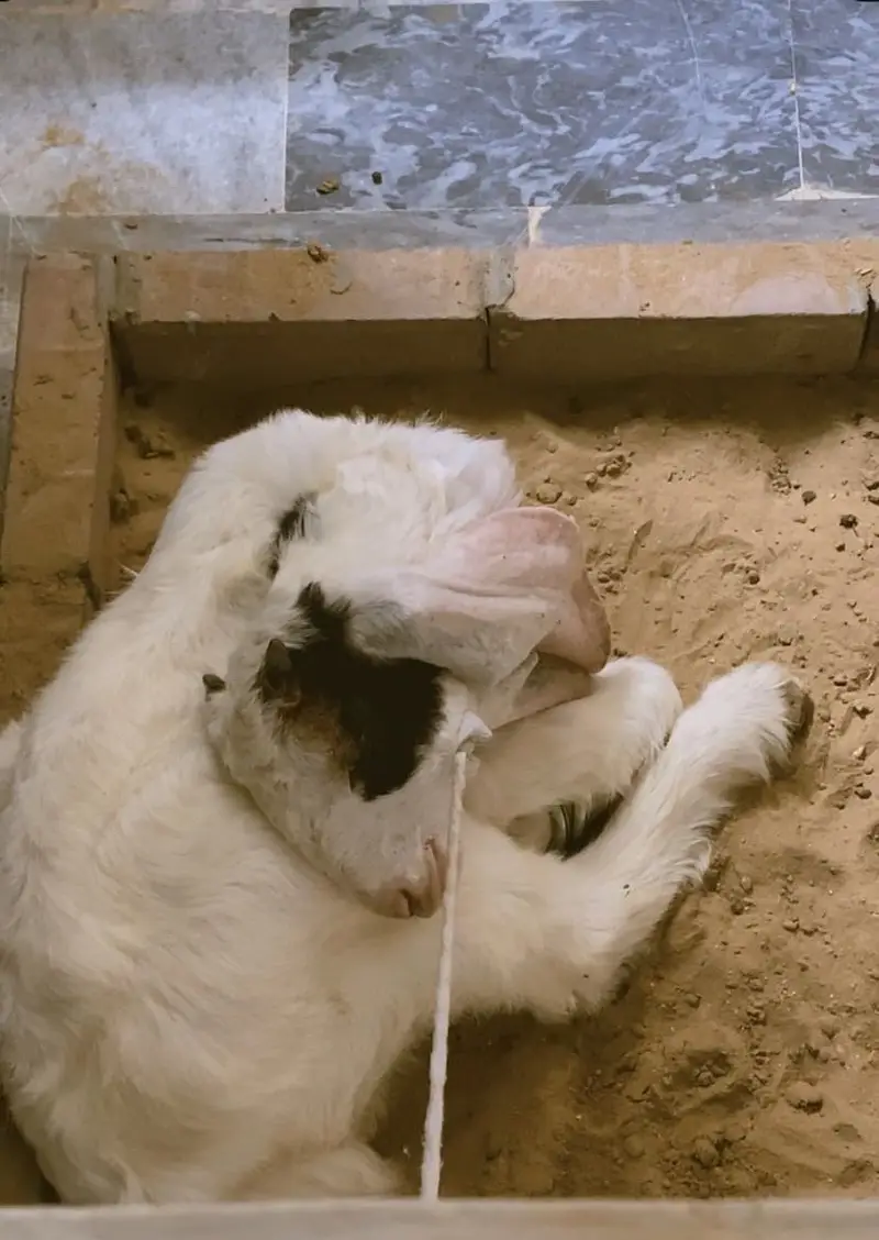 GOAT FOR SALE — photo 2