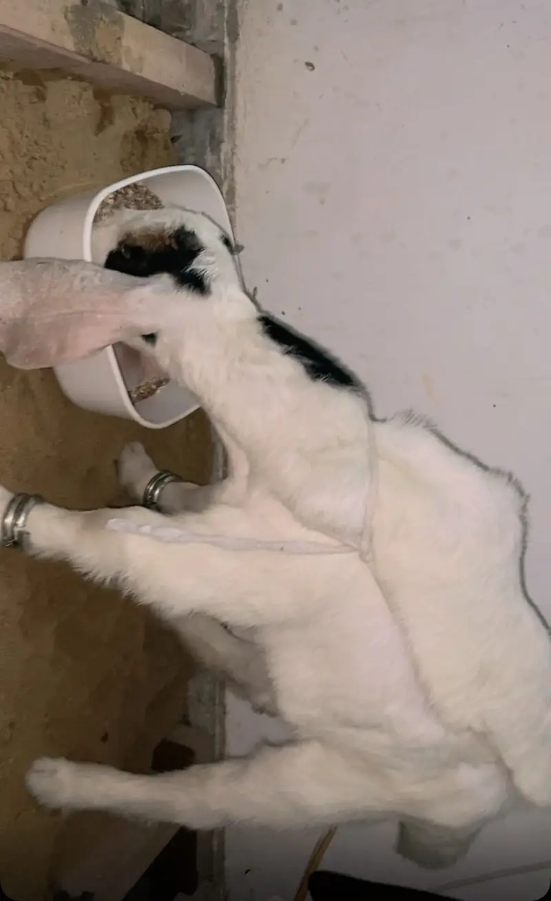 GOAT FOR SALE — photo 3