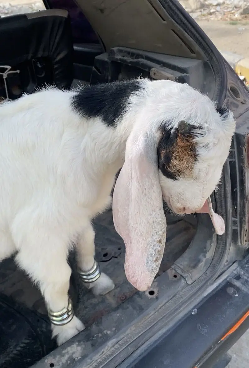 GOAT FOR SALE — photo 4